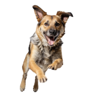 mongrel dog jumping and running isolated transparent png