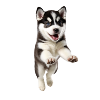 husky dog puppy jumping and running isolated transparent png