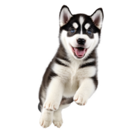 husky dog puppy jumping and running isolated transparent png