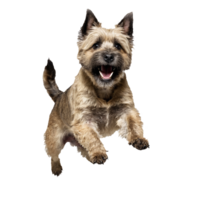cairn terrier dog puppy jumping and running isolated transparent png