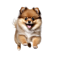 pomeranian dog puppy jumping and running isolated transparent png