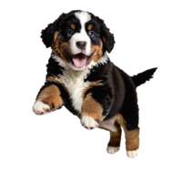 bernese dog puppy jumping and running isolated transparent png