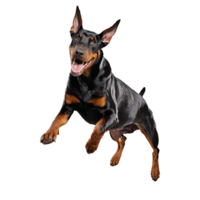 dobermann dog jumping and running isolated transparent png