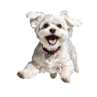 Maltees hond puppy jumping en rennen geïsoleerd transparant png