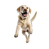 labrador retriever dog jumping and running isolated transparent png