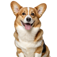 Corgi Hund Porträt isoliert transparent png