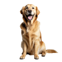 golden retriever dog jumping and running isolated transparent png