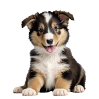 collie dog puppy portrait isolated transparent png