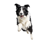 black and white collie dog jumping and running isolated transparent png