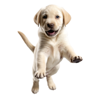 labrador retriever hund valp Hoppar och löpning isolerat transparent png