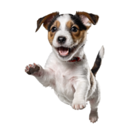 jack russel terrier dog puppy jumping and running isolated transparent png