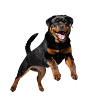 rottweiler dog jumping and running isolated transparent png