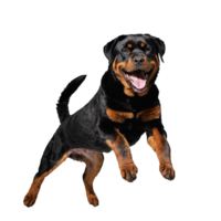 rottweiler cachorro pulando e corrida isolado transparente png