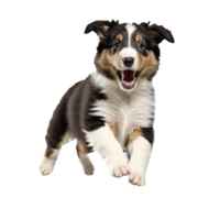 collie dog puppy jumping and running isolated transparent png