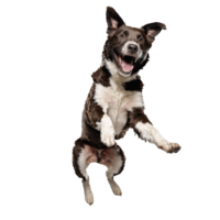 happy stray dog jumping and running isolated transparent png