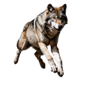 wolf jumping and running isolated transparent png