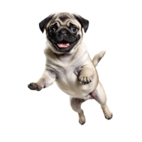 pug dog jumping and running isolated transparent png