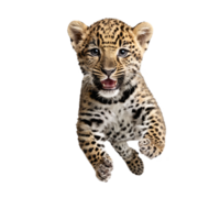 baby leopard running and jumping isolated transparent photo png