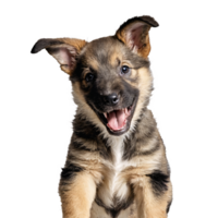 mongrel dog puppy jumping and running isolated transparent png