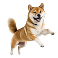 Lycklig shiba inu hund Hoppar och löpning isolerat transparent png