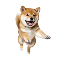happy shiba inu dog puppy jumping and running isolated transparent png