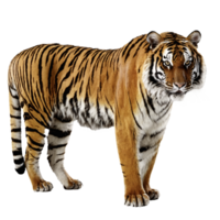 tigre em pé isolado transparente foto png