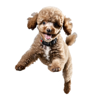 barboncino cane cucciolo salto e in esecuzione isolato trasparente png