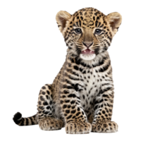 bebé leopardo sentado aislado transparente foto png