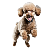 poodle dog puppy jumping and running isolated transparent png