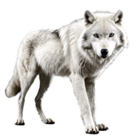 white wolf standing isolated transparent png