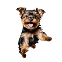 yorkshire terrier dog puppy jumping and running isolated transparent png