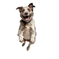 happy stray dog jumping and running isolated transparent png