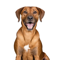 Rodesiano ridgeback cachorro pulando e corrida isolado transparente png