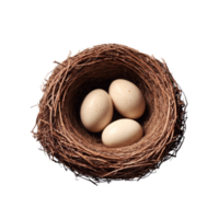 Bird Nest and egg Isolated on transparent background png