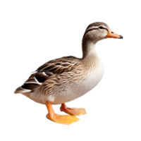 Adorable Duck Isolated on transparent background png