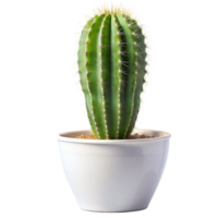 a cactus plant is in a white pot with a black background. png
