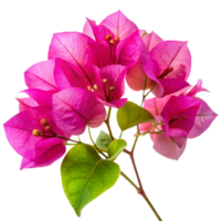 Isolated flower on transparent background png