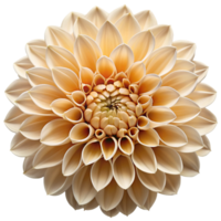 Isolated flower on transparent background png