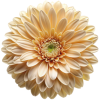 Isolated flower on transparent background png