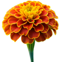 Isolated flower on transparent background png