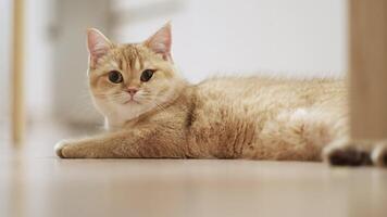 A golden British cat is lying on the floor video