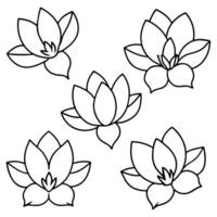 a flower line art illustration vector