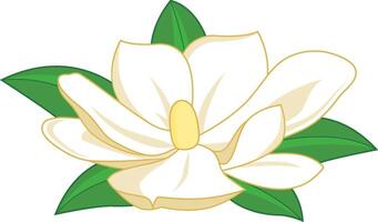 White magnolia flower with green leaves on white background. Magnolia blossom. vector