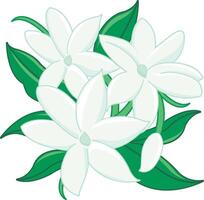 Jasmine flowers. White flowers and leaves in white background. vector