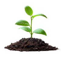 Young plant growing from soil isolated. Green plant growing from dirt to signify new beginnings, transition to green energy and biodiversity. Plant in soil png