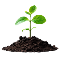 Young plant growing from soil isolated. Green plant growing from dirt to signify new beginnings, transition to green energy and biodiversity. Plant in soil png