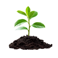 Young plant growing from soil isolated. Green plant growing from dirt to signify new beginnings, transition to green energy and biodiversity. Plant in soil png