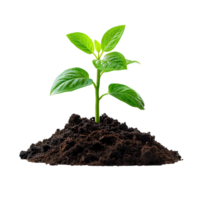 Young plant growing from soil isolated. Green plant growing from dirt to signify new beginnings, transition to green energy and biodiversity. Plant in soil png