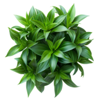 Bush with luscious green leaves isolated. Green leaves from a forest plant isolated. Forest green plant top view png