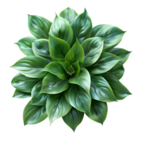 Bush with luscious green leaves isolated. Green leaves from a forest plant isolated. Forest green plant top view png